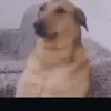 عباس احمد كريم