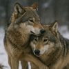 danceswithwolves1968