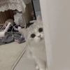 catfunnyvideo