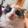 Love.pets283