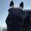 queenquarimab