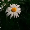bnm_nn9