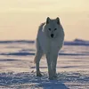arktiswolf8