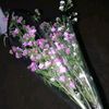 safana_ila