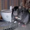 smokeshooter5