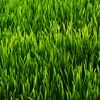 grassizgreen