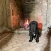 enzo.ferrara3