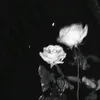 vl4d_fyl1