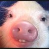 porkninja2