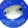 mangolin_