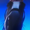eqtest_rider