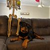 cofi_rottievibes
