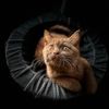 pawtheon_cats