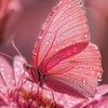 butterfly09620