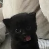 ekkitten0