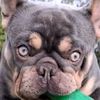 strictlyfrenchies6
