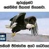 laxmani.priyanthe
