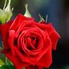 rosa.dionicio632