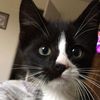 pawz_catz