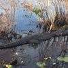florida.kracker8