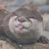 ikeamonkey76