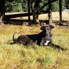 perrito.negro02