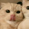 aleshaanyysaa_
