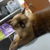 thiscatishackingmyacc