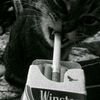 holif_1