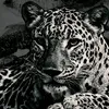 user8619003113846