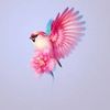 anii.shimbir