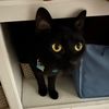 cosp1ay_cat