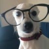 puppydiarywww
