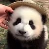 panda.0014