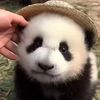 panda.0048