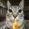 kucing.akmal2891