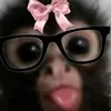 kot_kot419