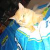 ahmad.naim306