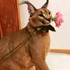 blbdolbaebbl