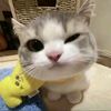 user_sherlyanindia