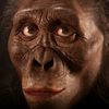 australopithecus014