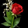 fulermula031