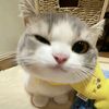 myshashazfa3