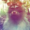 himvord_9292