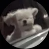 cam._.anh