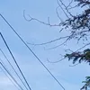 khanhhuye2260