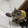 alifiya812