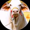 love.animals.surg