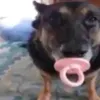 Paolo