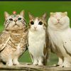 the_meowl123